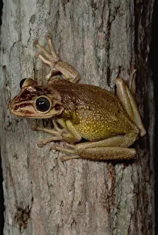 Tree Frog (Trachycephalus sp), San Luis, Ecuador Tree Frog (Trachycephalus sp), San Luis, Ecuador