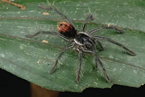 Unidentified juvenile Tarantula, Rio Mormon, Peru Unidentified juvenile Tarantula, Rio Mormon, Peru