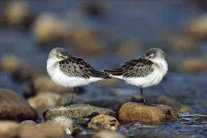 Western Sandpiper (Calidris mauri) pair standing back to back with beaks tucked under Western Sandpiper (Calidris mauri) pair standing back to back with beaks tucked under