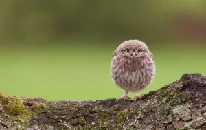 Young Little Owl (Athene noctua) forms itself into a round shape, feeling at ease Young Little Owl (Athene noctua) forms itself into a round shape, feeling at ease