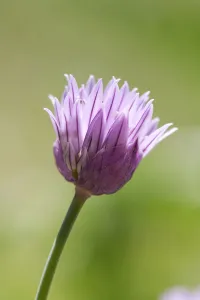 May Blooms Prints: 2011 May Chive