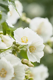 White Blooming Flowers Prints: Abutilon - White abutilon, Abutilon vitifolium var. album