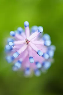 Images Dated 29th August 2014: Aerial View Beauty in Nature Bloom Blue Botany