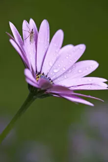 African Daisy Collection: African daisy, Osteospermum Serenity purple, Close side view of a mauve flower with