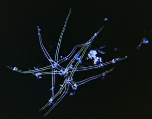 Algae Print in Black Background