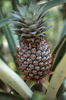 Pineapple Nutrition Facts Prints: Ananas comosus Pineapple
