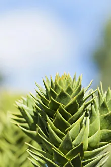 Monkey Puzzle Tree Prints: araucaria araucana