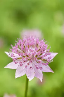 Astrantia Masterwort Astrantia maxima Pink Perennial Astrantia Masterwort Astrantia maxima Pink Perennial
