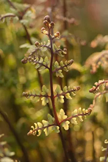 athyrium filix-femina subs. angustum f. rubellum lady in red , fern, red lady fern athyrium filix-femina subs. angustum f. rubellum lady in red , fern, red lady fern