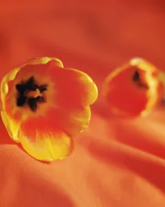 Botanical Plant Images Prints: A few Autumn Flowering Bulb Medium group Multiple