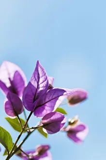 Images Dated 29th August 2014: Beauty in Nature Blue Botany Bougainvillea Bush