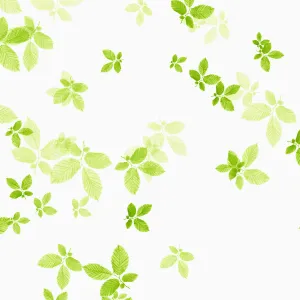 Beech Leaf Print on White Background