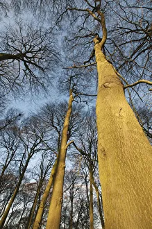 Beech Tree Print Fagus sylvatica 0833