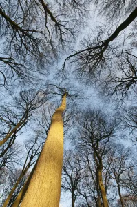 Beech Tree Print Fagus sylvatica 0833