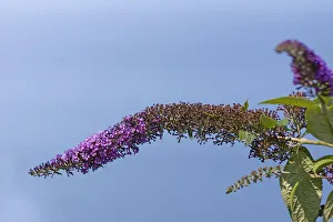Buddleja Davidii Prints: Buddleja Davidii