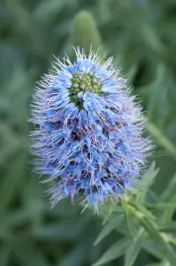 Framed Print : Bugloss Print - Echium candicans Framed Print : Bugloss Print - Echium candicans