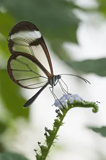 Butterfly Glass winged butterfly Greta Oto View Side Butterfly Glass winged butterfly Greta Oto View Side