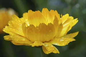 Alternative Medicine Flowers Prints: Calendula b