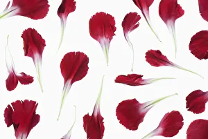 Backlit Flower Photography Prints: carnation, dianthus