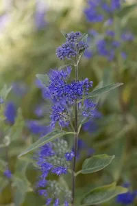 Summer Flowering Shrubs Prints: Caryopteris