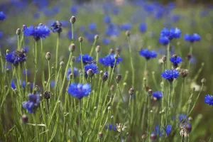 Centaurea Cyanus Prints: Centaurea cyanus Cornflower Blue subject