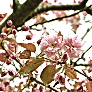Cherry Blossom Tree Print