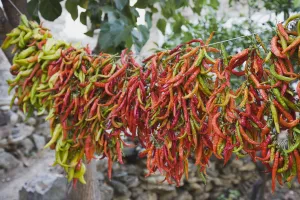Chilli Print - Dried Red and Green Chilies