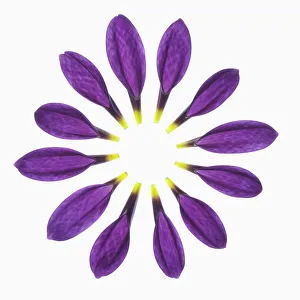 White And Purple Flowers Prints: chrysanthemum