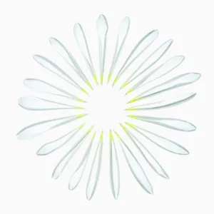 Chrysanthemum Print - Delicate Petals in Full Circle