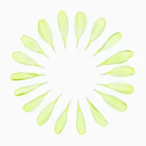 Chrysanthemum Print - Tiny Petals in a Circular Arrangement