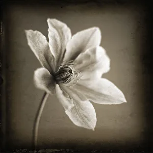 Clematis Flower Prints: Clematis