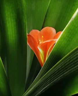 Clivia miniata Print