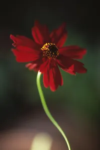 Dark Atmospheric Photography Prints: Coreopsis Limerock Ruby Coreopsis Red subject