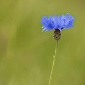 Blue Cornflower Print, Centaurea cyanus Wildflower