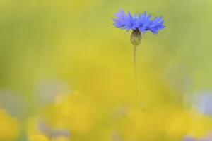 Blue Cornflower Print, Centaurea cyanus Wildflower
