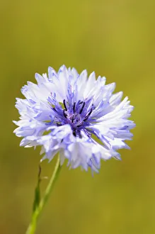 Centaurea cyanus Print - Pale Blue Wildflower