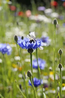 Blue Cornflower Print - Centaurea cyanus Wild Meadow Scene