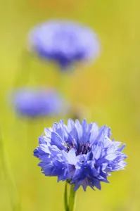 Blue Cornflower Print - Centaurea cyanus Wild Meadow Scene