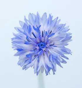 Cornflower Print - Centaurea cyanus Flower Photo