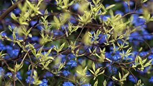 Frost Hardy Plants Prints: Cornus controversa Variegata