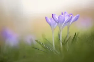 Spring Flowering Bulbs Prints: Crocus, Crocus cultivar