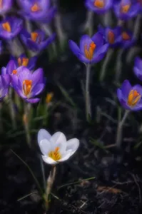 Crocus Vernus Prints: Crocus vernus Crocus White subject