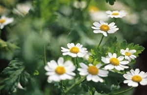 Feverfew Print CS_1424 Tanacetum parthenium
