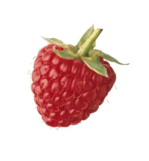Colorful Fruit Photography Prints: CS_3095