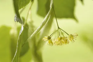 Yellow Tilia europea Linden Print