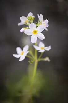 Water Violet Flower Prints: CS-C09-0428. jpg