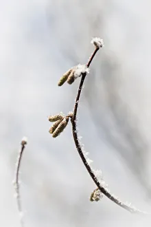 Snow-covered Hazel Catkins Print