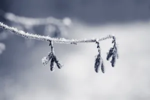 Grey Blue Dusky Hazel Catkins Print