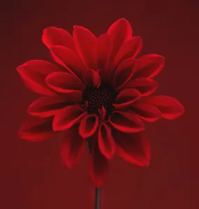 Red Dahlia Print on Red Background