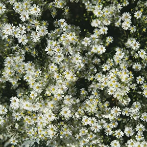White Daisies Prints: Daisy, Bellis